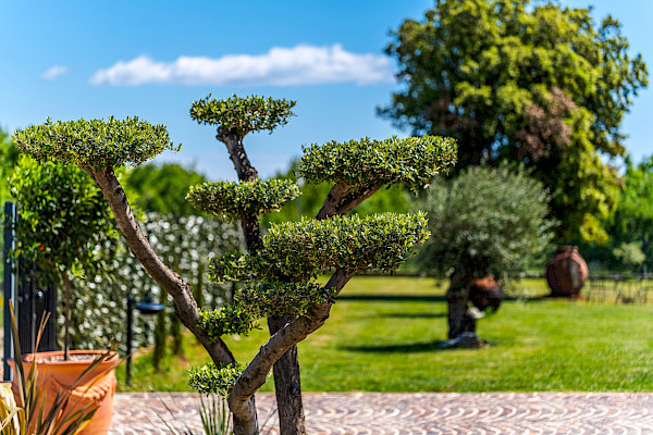 Villa Antea Garden